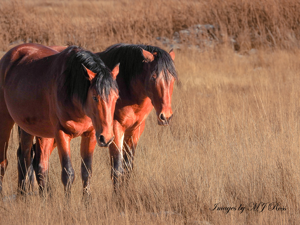 Nevada Mustang series 7 1 Print