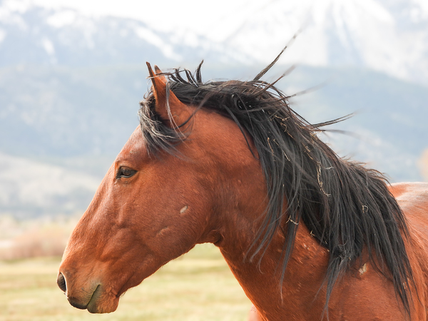 Nevada Virginia Range Series 10 by ImagesbyMJRoss