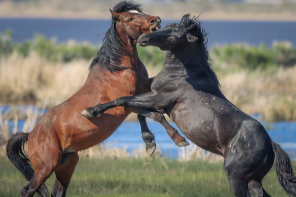 Nevada Virginia Range Series 16 by ImagesbyMJRoss