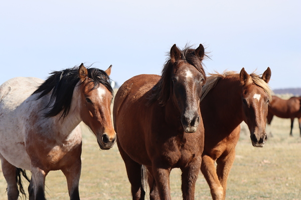 Nevada Wild 165 1 by ImagesbyMJRoss