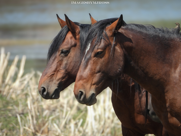 Nevada Wild 165 1 by ImagesbyMJRoss