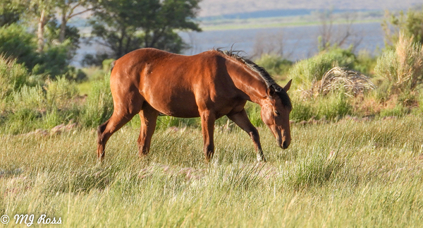 Nevada wild 3 by ImagesbyMJRoss