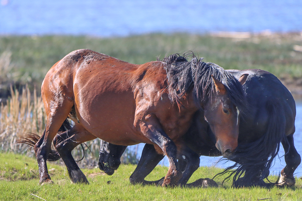 Nevada Virginia Range Series 13 Print