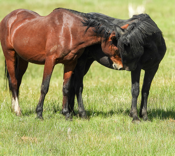 Nevada Virginia Range Series 5 Print