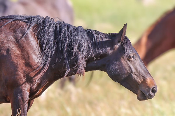 Nevada Wild 165 2 Print