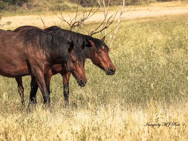 Nevada Mustang series 10 1 by ImagesbyMJRoss