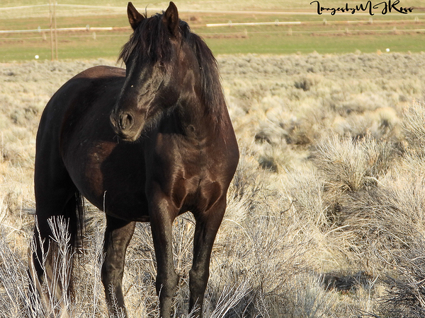 Nevada Wild 165 1 by ImagesbyMJRoss