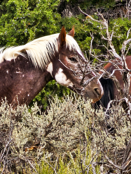 Nevada Mustang series2 Print