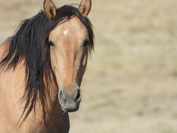 Nevada Wild 165 1 by ImagesbyMJRoss