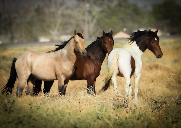 Nevada Mustang series 4 1 by ImagesbyMJRoss