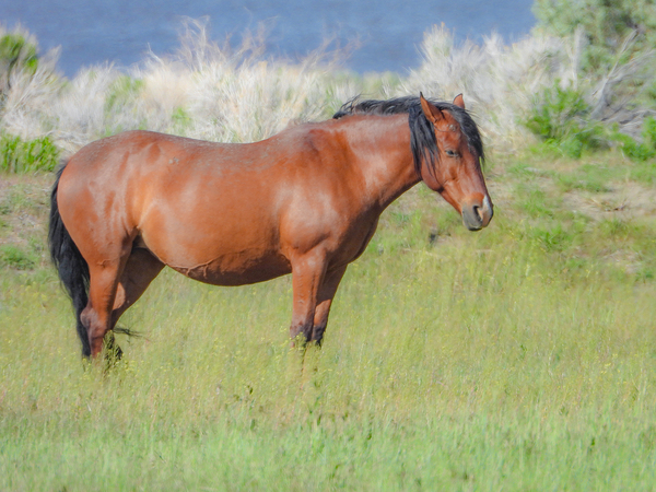 Nevada Virginia Range Series 8 by ImagesbyMJRoss