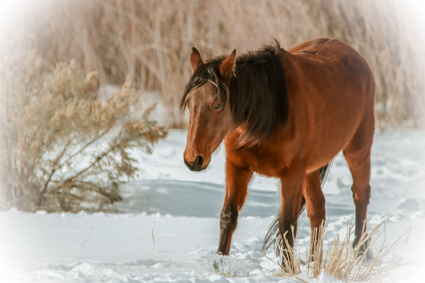 Nevada Wild Winter2 1 Print