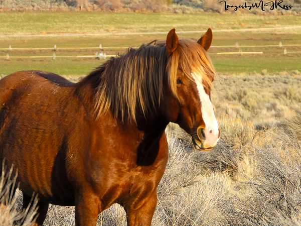 Nevada Wild 165 1 by ImagesbyMJRoss