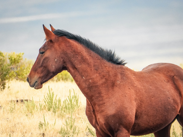Nevada Mustang Series 17 1 Print