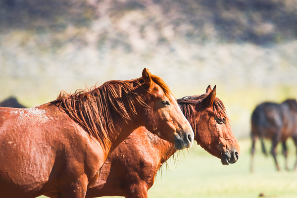 Mono Lake Wild Horse Series 1 Print