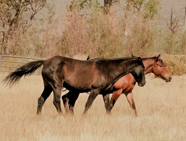 Nevada Mustang series 14 1 Print
