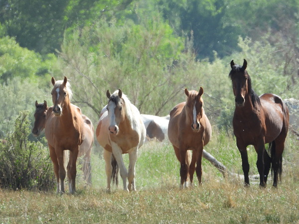 Nevada wild 2 1 by ImagesbyMJRoss