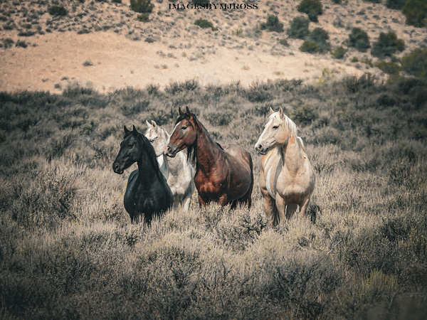 Nevada Mustang 3 1 by ImagesbyMJRoss