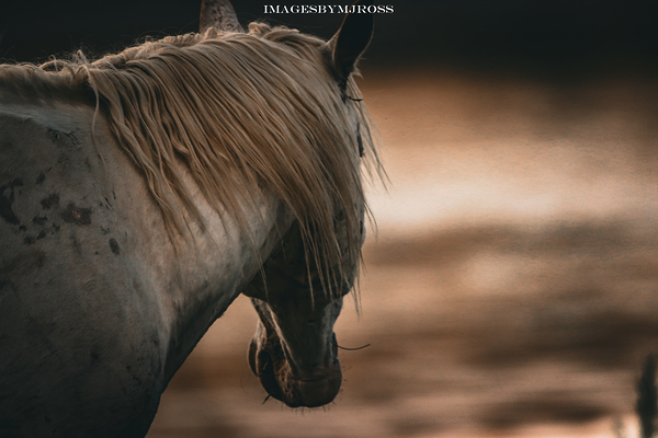 Nevada Wild 165 1 by ImagesbyMJRoss