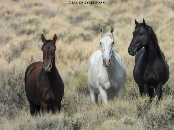 Nevada Mustang 3 2 Print