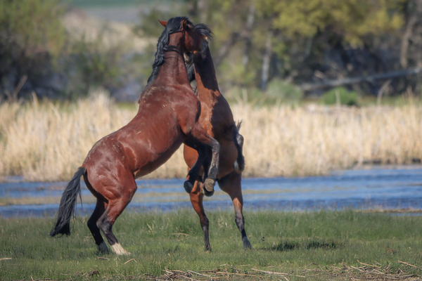 Nevada Virginia Range Series 28 Print