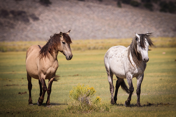 Mono Lake Wild Horse Series 1 Print