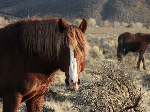 Nevada Wild 165 1 by ImagesbyMJRoss