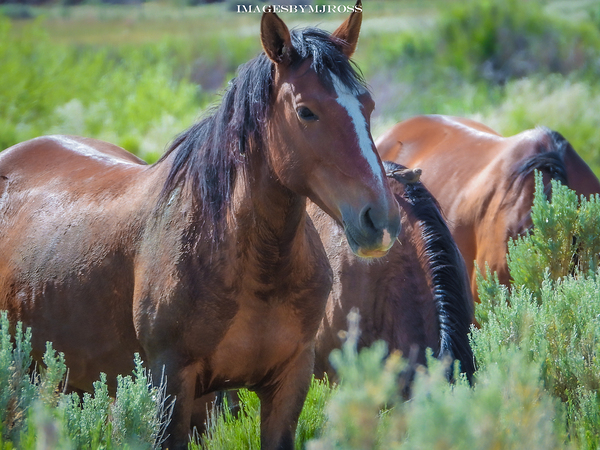 Nevada Wild 165 1 by ImagesbyMJRoss
