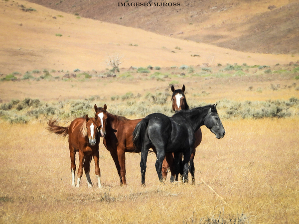Nevada Mustang 3 3 by ImagesbyMJRoss