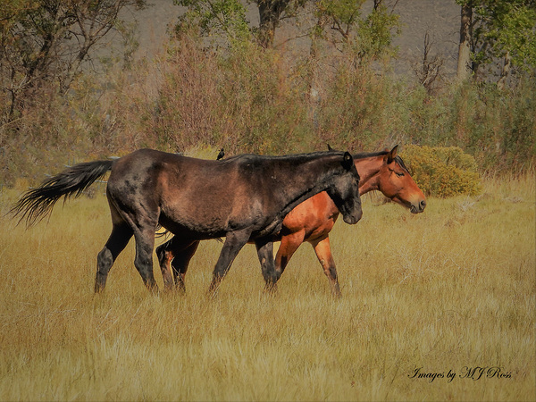 Nevada Mustang series 9 1 Print