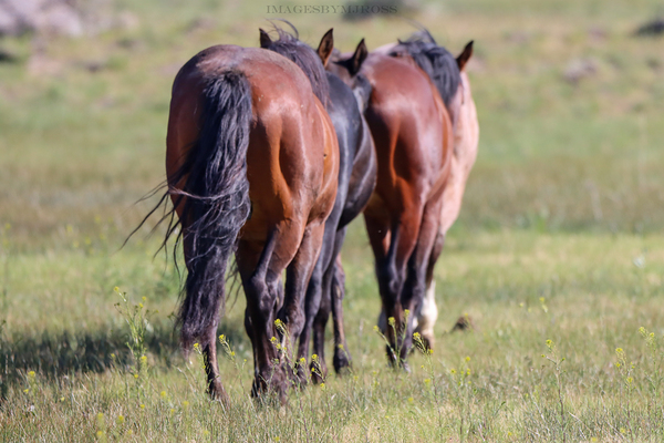 Nevada Wild 14 1 by ImagesbyMJRoss