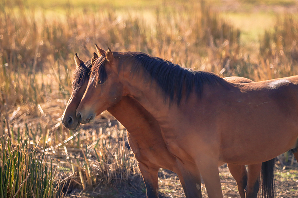 Nevada Virginia Range Series 34 by ImagesbyMJRoss