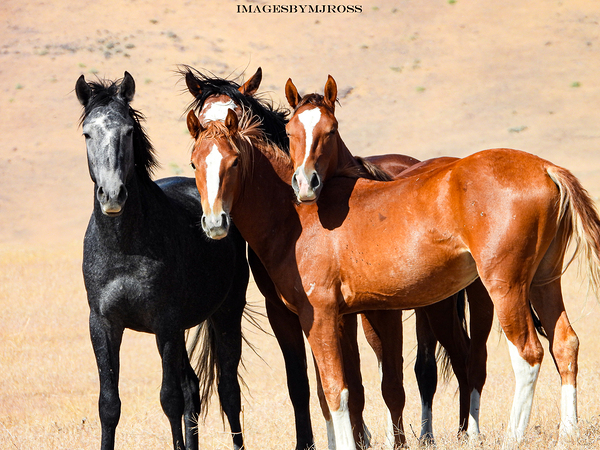 Nevada Mustang 3 5 by ImagesbyMJRoss