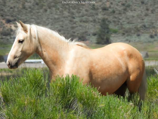 Wild Horse Nevada Series 10 Print