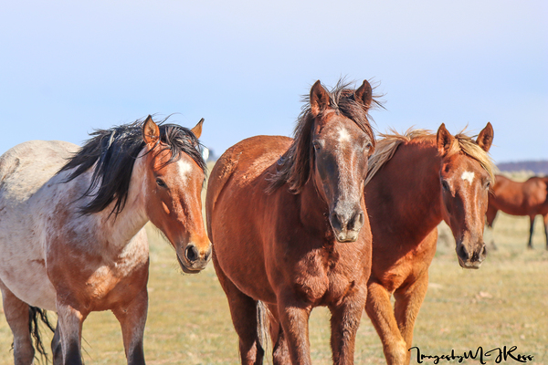 Nevada Wild 165 1 by ImagesbyMJRoss