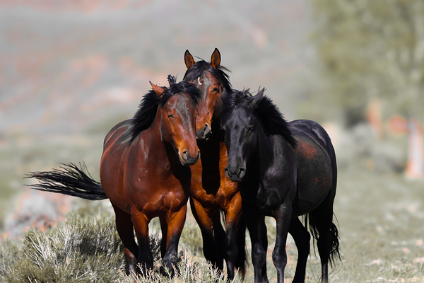 Nevada Virginia Range Series 11 by ImagesbyMJRoss