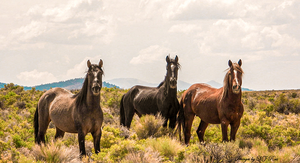 Nevada Mustang series 12 1 Print