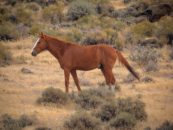Nevada Mustang Series 16 1 Print