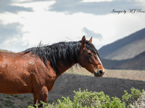 Wild  Horse Nevada Series 2 by ImagesbyMJRoss