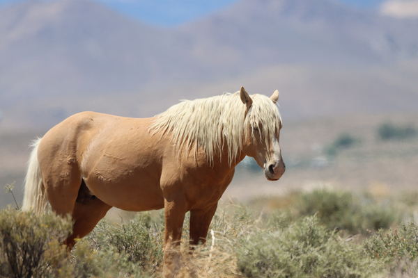 Nevada Virginia Range Series 9 by ImagesbyMJRoss