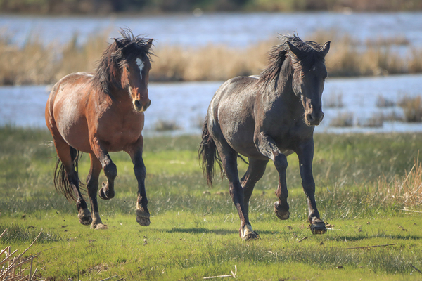 Nevada Virginia Range Series 14 Print