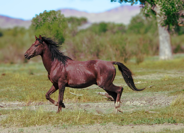 Nevada Virginia Range Series 3 by ImagesbyMJRoss