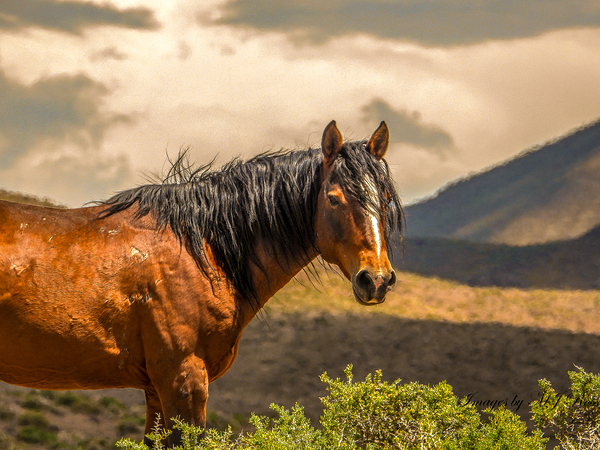 Nevada Mustang Series 16 1 by ImagesbyMJRoss