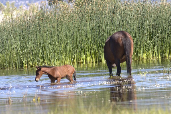Wild Horse Nevada Series 6 Digital Download