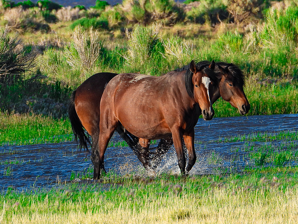 Nevada Mustang 1 6 by ImagesbyMJRoss