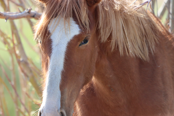 Nevada Wild 12 1 by ImagesbyMJRoss