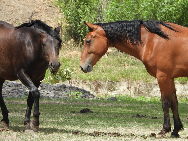 Nevada Wild 165 1 by ImagesbyMJRoss