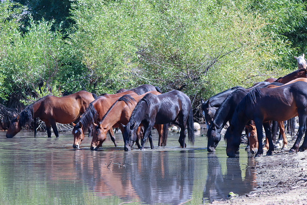 Nevada Virginia Range Series 37 by ImagesbyMJRoss
