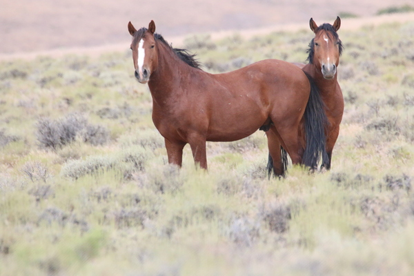 Wild Horse Nevada Series 8 by ImagesbyMJRoss