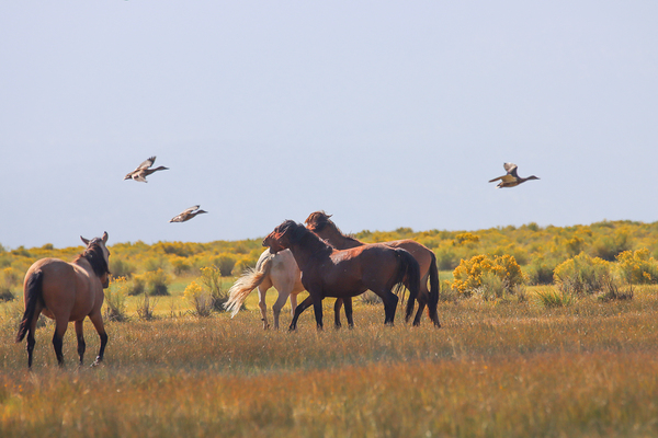 Mono Lake Wild Horse Series 1 Print